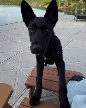 Rosie -  German Shepherd Dog Dog for Adoption - Rosie | PetCurious
