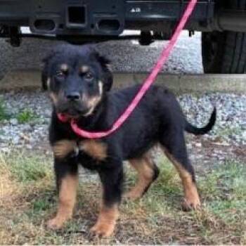 Rottweiler Dogs Available for Adoption in Fairfax, Virginia - Hershey | PetCurious