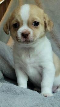 Twiggy -  Shih Tzu and Chihuahua Dog for Adoption - Twiggy | PetCurious