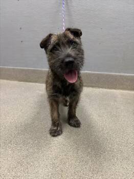 LUXFORD -  Irish Terrier and Mixed Breed Dog for Adoption in Las Vegas, Nevada - LUXFORD | PetCurious