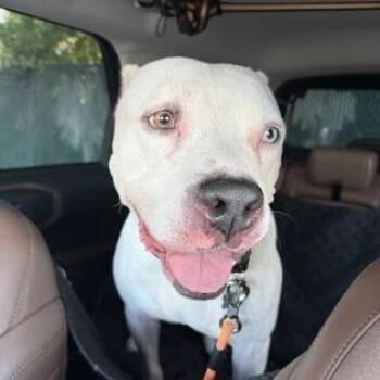 olaf -  American Staffordshire Terrier and Mixed Breed Dog for Adoption in Houston, Texas - Olaf | PetCurious