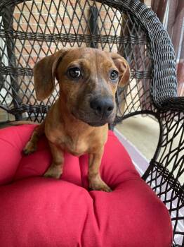 Sweet Pea -  Dachshund and Hound Dog for Adoption in Pensacola, Florida - Sweet Pea | PetCurious