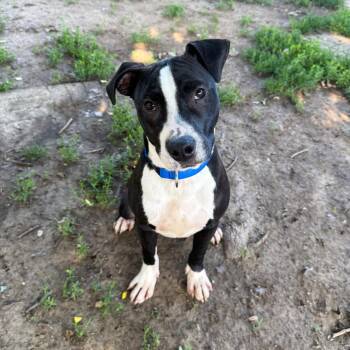 Chase -  Pit Bull Terrier and Mixed Breed Dog for Adoption in Valparaiso, Indiana - Chase | PetCurious