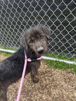 Mixed Breed and Terrier Dogs Available for Adoption in Newberg, Oregon - Sky - Sponsored By River & Ben | PetCurious