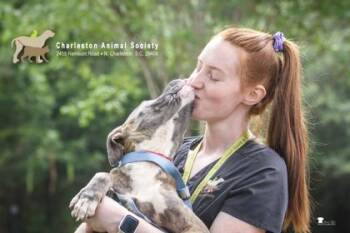 93409a Lainey -  American Staffordshire Terrier and Mixed Breed Dog for Adoption in North Charleston, South Carolina - 93409a Lainey | PetCurious