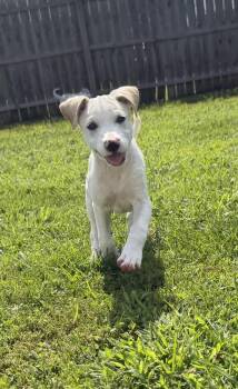 Delaware : Kenton -  Labrador Retriever and Beagle Dog for Adoption in Aurora, Indiana - Delaware : Kenton | PetCurious