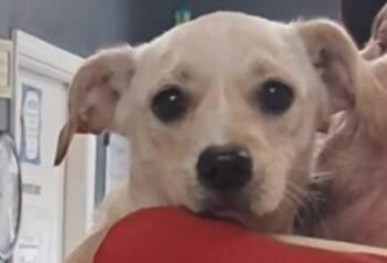 Rescue Golden Retriever Dogs for Adoption in Hollister, Missouri - Mallory | PetCurious