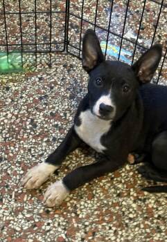 Boston Terrier and Chihuahua Dogs Available for Adoption - Welda FH | PetCurious