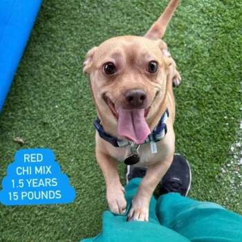 Chihuahua and Miniature Dachshund Dogs Available for Adoption in Tampa, Florida - Red | PetCurious