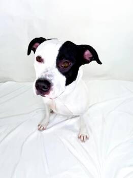 Wrigley -  Pit Bull Terrier Dog for Adoption in Bixby, Oklahoma - Wrigley | PetCurious