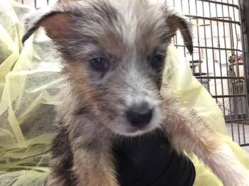 BENI -  Australian Cattle Dog Blue Heeler Dog for Adoption in Thousand Palms, California - BENI | PetCurious
