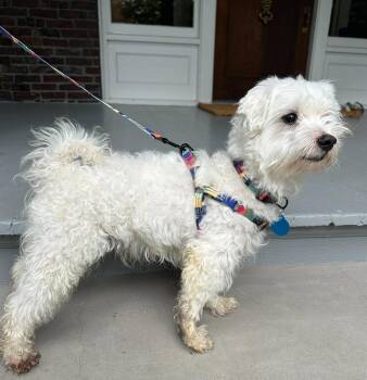 Alexander -  Maltese Dog for Adoption in Seattle, Washington - Alexander | PetCurious