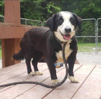 Rescue Corgi Dogs for Adoption in Ross, Ohio - Luna | PetCurious