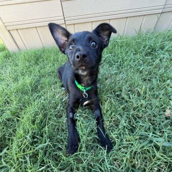 Espresso -  Chihuahua Dog for Adoption in Oklahoma City, Oklahoma - Espresso | PetCurious