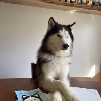 Rocky -  Husky Dog for Adoption in York, Pennsylvania - Rocky | PetCurious