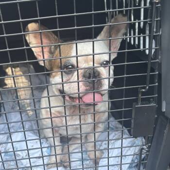 Rescue French Bulldog Dogs for Adoption in Newark, New Jersey - Fennec | PetCurious
