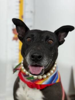 Becca-One of our Amazing Rescue Dogs -  Bull Terrier and Australian Kelpie Dog for Adoption in Carlsbad, California - Becca-One Of Our Amazing Rescue Dogs | PetCurious