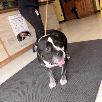 Polo -  Mixed Breed Dog for Adoption in Davenport, Iowa - Polo | PetCurious