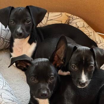 Rip -  Dachshund Dog for Adoption in Seal Beach, California - Rip | PetCurious