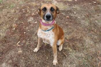 Noah -  Mixed Breed Dog for Adoption in Kansas City, Missouri - Noah | PetCurious