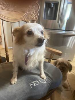 Rescue Wirehaired Terrier Dogs for Adoption in Phoenix, Arizona - Niko | PetCurious