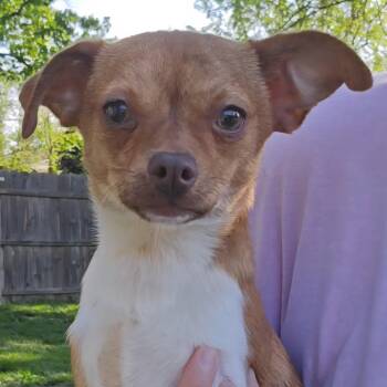 Chihuahua and Mixed Breed Dogs Available for Adoption in Normal, Illinois - Tajin | PetCurious
