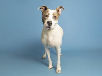 PATCHES -  Pit Bull Terrier Dog for Adoption in Phoenix, Arizona - PATCHES | PetCurious
