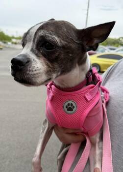 Boston Terrier Dogs Available for Adoption in Mundelein, Illinois - Annabelle | PetCurious