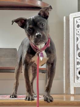 French Bulldog and Terrier Dogs Available for Adoption in Bothell, Washington - Ziggy | PetCurious