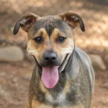 Mixed Breed Dogs Available for Adoption in Aiken, South Carolina - Pippin 57240 | PetCurious