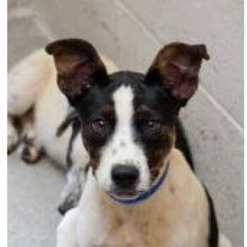 Cody -  Australian Cattle Dog Blue Heeler Dog for Adoption in West Des Moines, Iowa - Cody | PetCurious