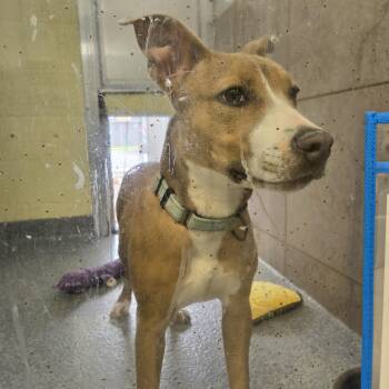 Pit Bull Terrier Dogs Available for Adoption in Reisterstown, Maryland - Kai | PetCurious