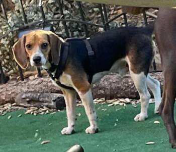 Beagle Dogs Available for Adoption in Oceanside, California - Buddy | PetCurious