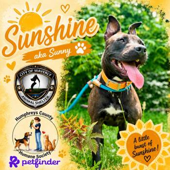Sunshine or Sunny -  Pit Bull Terrier Dog for Adoption in Waverly, Tennessee - Sunshine Or Sunny | PetCurious