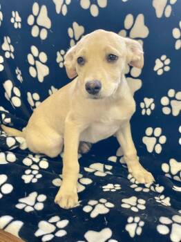 Baguette -  Golden Retriever Dog for Adoption in Lacon, Illinois - Baguette | PetCurious