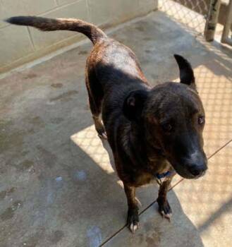 Gypsy -  Mountain Cur and Labrador Retriever Dog for Adoption in Bowling Green, Kentucky - Gypsy | PetCurious