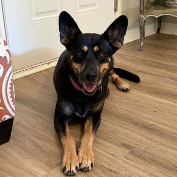 Rescue German Shepherd Dog Dogs for Adoption in Grand Bay, Alabama - Daisy | PetCurious