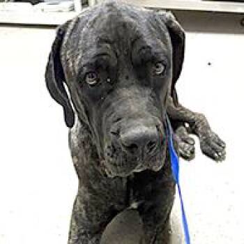 Fluffy -  Cane Corso Dog for Adoption in Thousand Oaks, California - Fluffy | PetCurious