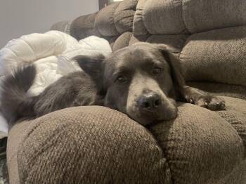 Rescue Chow Chow Dogs for Adoption in Yukon, Oklahoma - Baldur | PetCurious