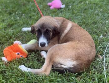 BUBBLES -  Shepherd Dog for Adoption in Locust Fork, Alabama - BUBBLES | PetCurious