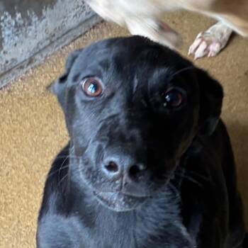 Rudolph -  English Springer Spaniel and Mixed Breed Dog for Adoption in Corpus Christi, Texas - Rudolph | PetCurious