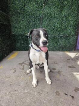 Jr -  Pit Bull Terrier and Mixed Breed Dog for Adoption in El Paso, Texas - Jr | PetCurious