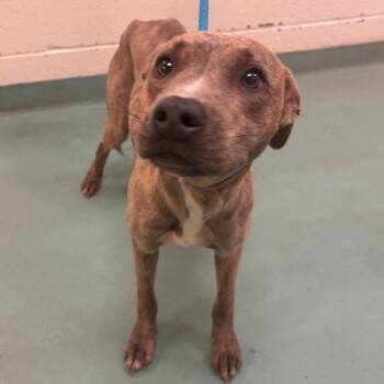 Mixed Breed Dogs Available for Adoption - Poke-A-Chu | PetCurious
