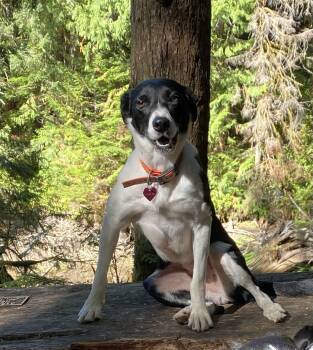 Rescue Border Collie Dogs for Adoption in Bend, Oregon - Jewel | PetCurious
