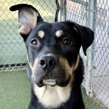 Rex -  German Shepherd Dog and Rottweiler Dog for Adoption in Sacramento, California - Rex | PetCurious