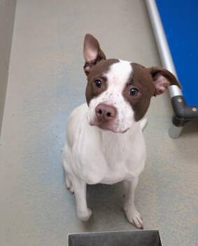 Jazzy -  Mixed Breed Dog for Adoption in Havre, Montana - Jazzy | PetCurious