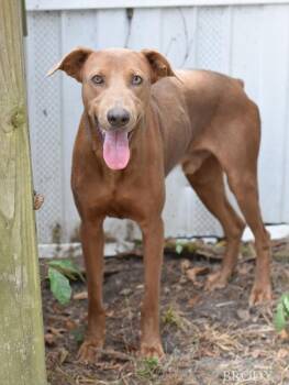 Brody -  Doberman Pinscher Dog for Adoption in Brewster, New York - Brody | PetCurious