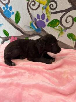 Labrador Retriever and German Shepherd Dog Dogs Available for Adoption - Paul 26 | PetCurious