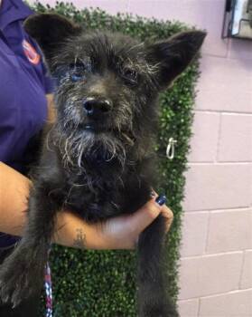 61354542 -  Terrier and Mixed Breed Dog for Adoption in El Paso, Texas - 61354542 | PetCurious