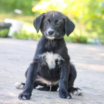 Mixed Breed Dogs Available for Adoption in Groveland, Massachusetts - Snips | PetCurious